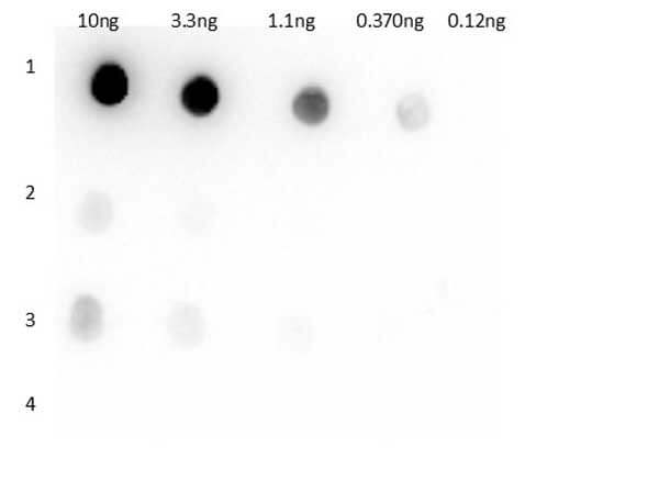 Dot blot of anti-Llama IgG1
