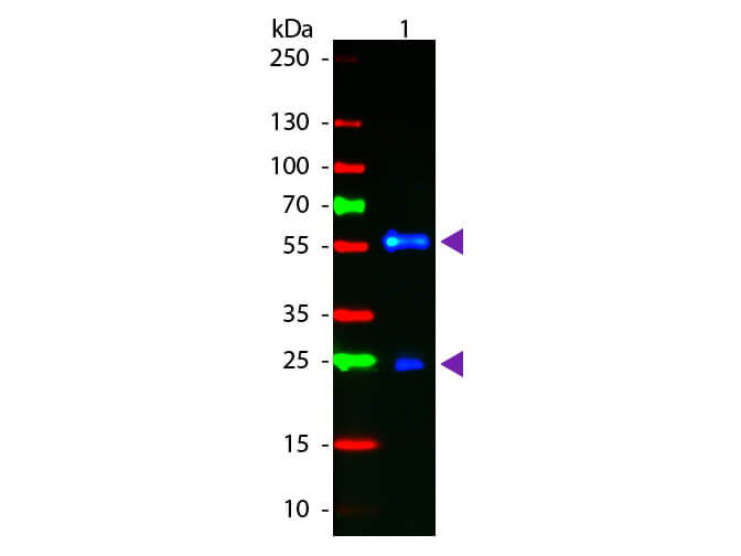 WB - F(Ab')2 Biotin Antibody Fluorescein Conjugated