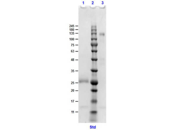 SDS PAGE Results of F(ab')2 Anti-GOAT IgG (DONKEY) Antibody
