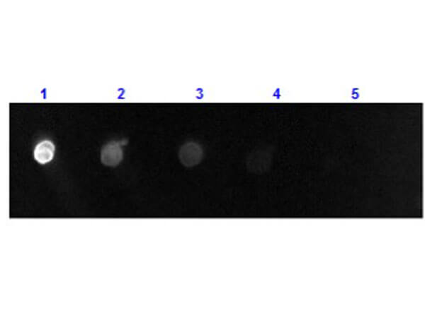 F(ab')2 Goat IgG (H&L) Antibody Fluorescein Conjugated Pre-Adsorbed