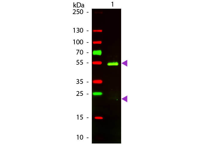 F(ab')2 Golden Syrian Hamster IgG (H&L) Antibody Texas Red™ Conjugated