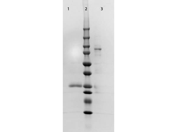 SDS PAGE of F(ab')2 Anti-HUMAN IgM Fc5µ (GOAT) Antibody.