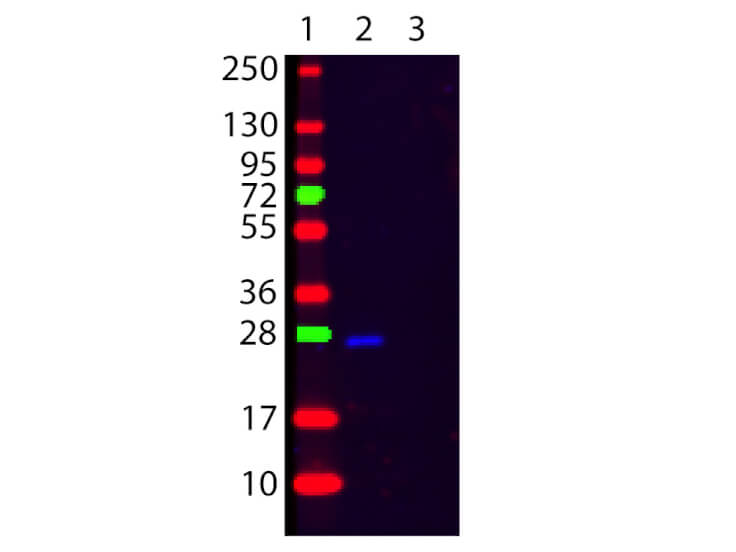 WB - F(ab')2 HUMAN kappa Antibody Fluorescein Conjugated