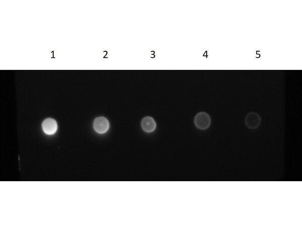 Dot Blot Results of F(ab')2 Goat Anti-Human IgG Antibody Fluorescein Conjugated