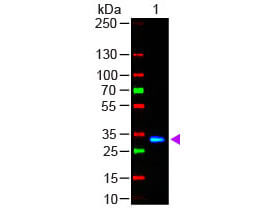 Western Blot - F(ab')2 HUMAN IgG F(c) Antibody Fluorescein Conjugated Pre-Adsorbed
