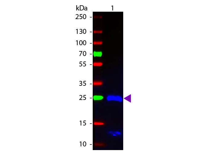 WB - F(ab')2 Human IgG F(ab')2 Antibody Fluorescein Conjugated Pre-Adsorbed