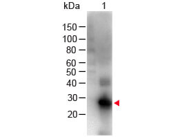 Western Blot - F(ab')2 Human IgG F(c) Antibody Biotin Conjugated Pre-Adsorbed