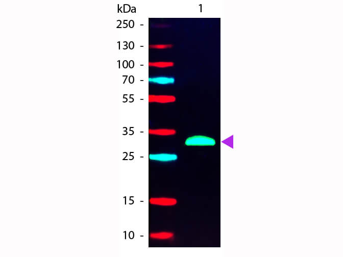 WB - F(ab')2 HUMAN IgG F(c) Pre-adsorbed Phycoerythrin Conjugated Antibody