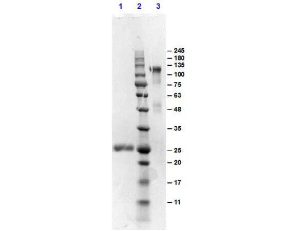 SDS-PAGE of Goat F(ab')2 Anti-MOUSE IgG Antibody