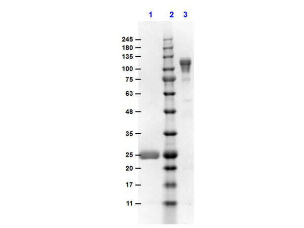 SDS-PAGE of Goat F(ab')2 Anti-MOUSE IgG F(c) Antibody