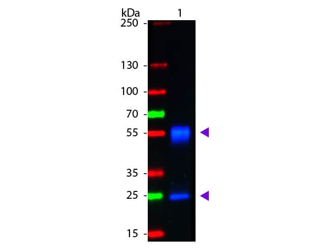 F(ab')2 Mouse IgG (H&L) Antibody Fluorescein Conjugated