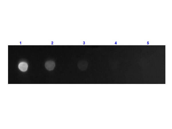F(ab')2 Mouse IgG F(c) Antibody Fluorescein Conjugated Pre-Adsorbed