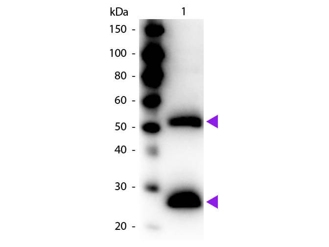 WB - F(ab')2 Mouse IgG (H&L) Antibody Peroxidase Conjugated