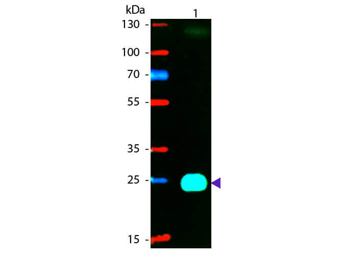 F(ab')2 Mouse IgG F(ab')2 Antibody Phycoerythrin Conjugated Pre-Adsorbed