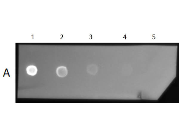 F(ab')2 Mouse IgG (H&L) Antibody Texas Red™ Conjugated