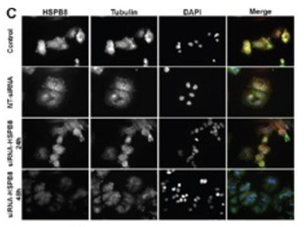 F(ab´)2 Mouse IgG (H&L) Antibody Fluorescein Conjugated Pre-Adsorbed ...