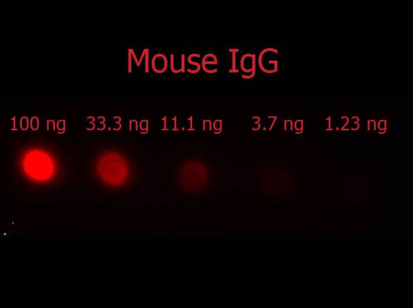 Fab2 Donkey anti-Mouse IgG mx10 PE conjugated DB