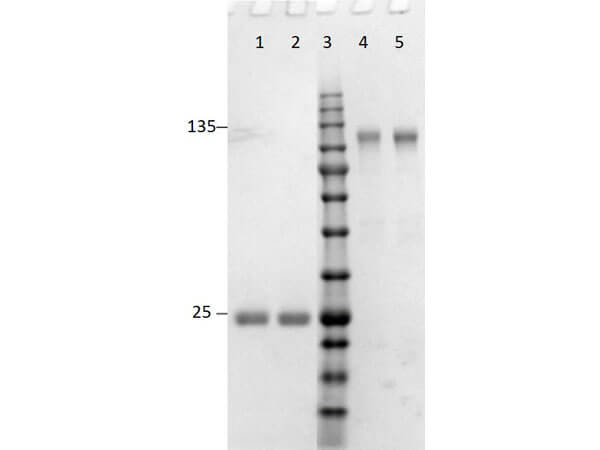 SDS-PAGE of F(ab')2 Anti-Rabbit IgG (H&L) Antibody MX