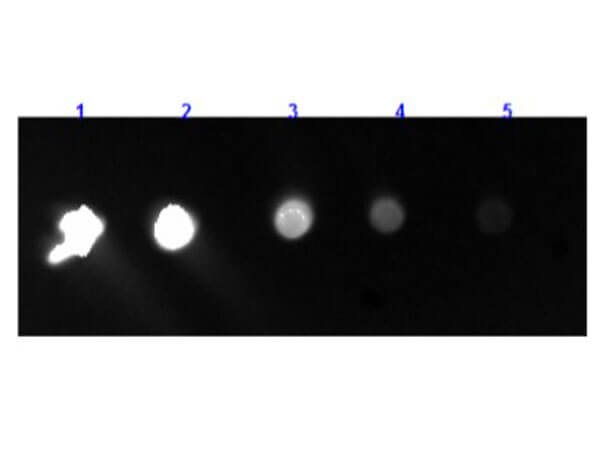 Dot Blot of F(ab')2 Anti-Rabbit IgG F(c) Antibody Fluorescein Conjugate