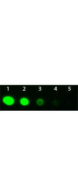 Fab2 Rabbit IgG Antibody Fluorescein Conjugated Pre-Absorbed - Dot Blot