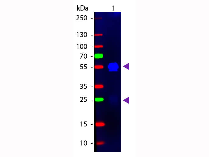 WB - F(ab')2 Rabbit IgG (H&L) Antibody Fluorescein Conjugated Pre-Adsorbed