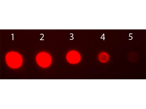 F(ab')2 Rabbit IgG F(ab')2 Antibody Fluorescein Conjugated Pre-Adsorbed