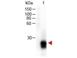 F(ab')2 Rabbit IgG F(ab')2 Antibody Peroxidase Conjugated Pre-Adsorbed - Western Blot