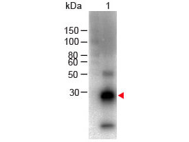 F(ab')2 Rabbit IgG F(c) Secondary Antibody Biotin Conjugated