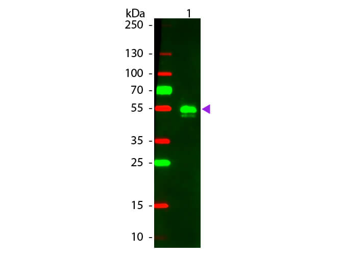 WB - F(ab')2 Rabbit IgG (H&L) Antibody Rhodamine Conjugated Pre-Absorbed