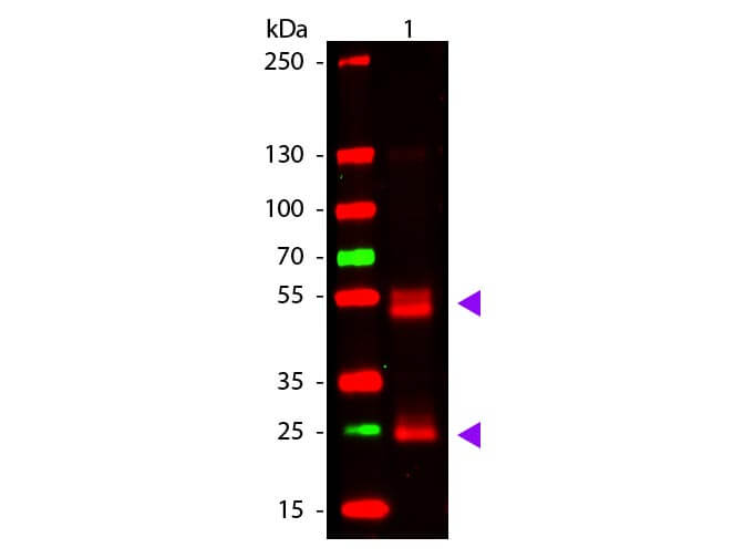 WB - F(ab')2 Rat IgG (H&L) Antibody Pre-Adsorbed