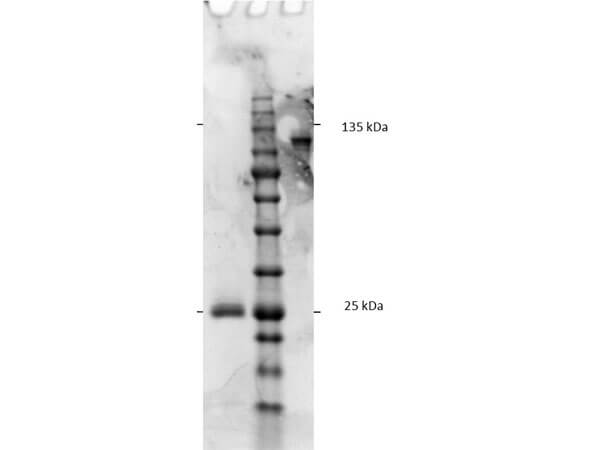F(ab')2 Rat IgG F(c) Antibody Pre-Adsorbed