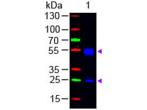 Western Blot - F(ab')2 Rat IgG (H&L) Antibody Fluorescein Conjugated Pre-Adsorbed