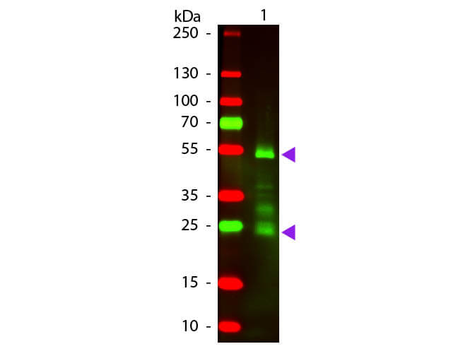 WB - F(ab')2 Rat IgG (H&L) Antibody Texas Red™ Conjugated Pre-Adsorbed