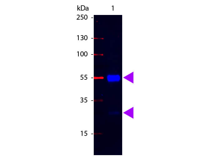 F(ab')2 Swine IgG (H&L) Antibody Fluorescein Conjugated - Western Blot