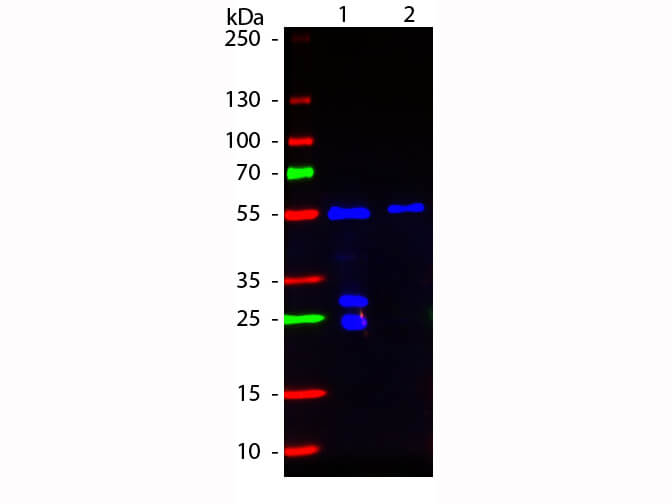 WB - F(Ab')2 Fragment Of Hamster IgG (H&L) Antibody Fluorescein Conjugated Pre-Adsorbed
