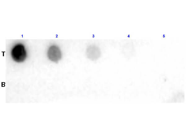 Dot Blot of Fab Anti-Biotin Antibody
