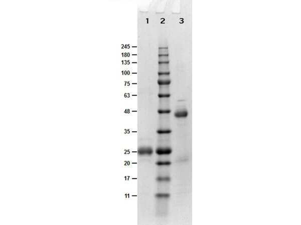 SDS-PAGE of Fab Anti-Biotin Antibody