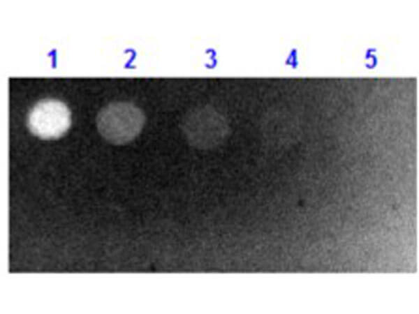 Dot Blot of Fab Anti-Biotin Antibody Fluorescein Conjugate