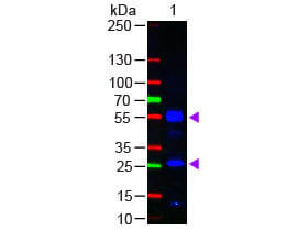 Western Blot - Fab Human IgG (H&L) Antibody Fluorescein Conjugated