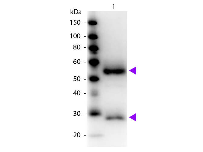 WB - Fab Mouse IgG (H&L) Antibody Peroxidase Conjugated