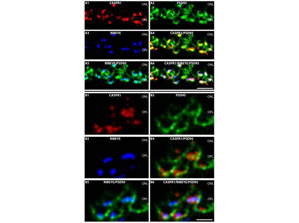 Immunofluorescence using Rabbit Fab Anti-Mouse IgG
