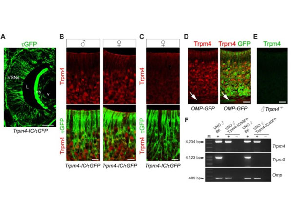 Double labeling using Donkey Fab Anti-Rabbit IgG