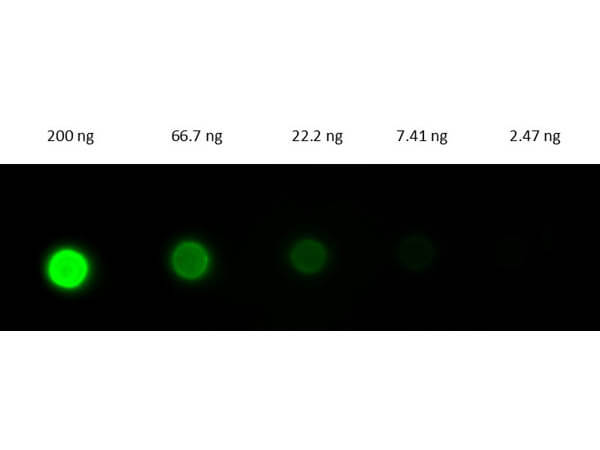 Fab Rabbit IgG (H&L) Antibody Fluorescein Conjugated