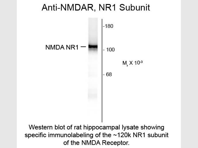 Western blot of NMDA NR1 Subunit Antibody