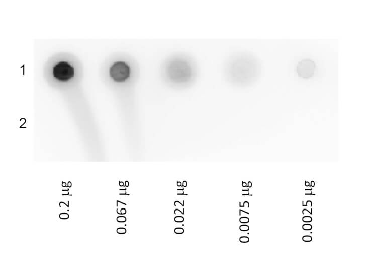 Biotin Glucose Oxidase Conjugated Dot Blot
