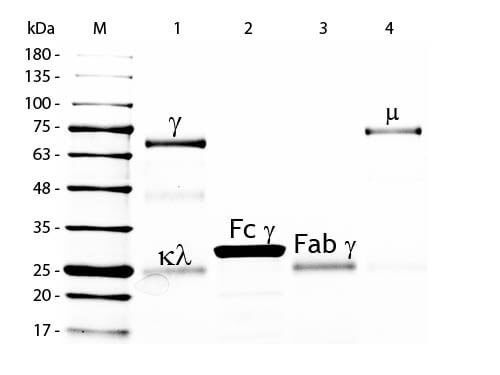 SDS-PAGE of Chicken IgG Whole Molecule Agarose Conjugated(p/n 003-0050)