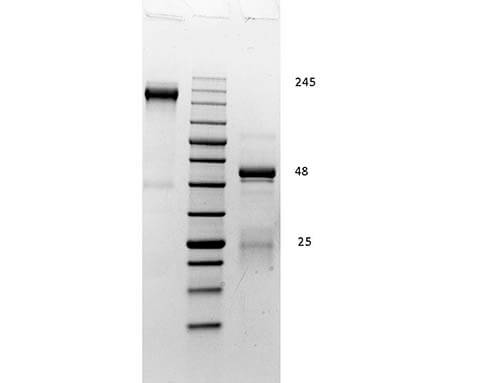 SDS PAGE - Rabbit Gamma Globulin
