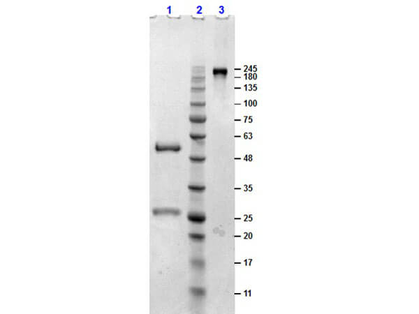SDS-PAGE of Sheep Gamma Globulin