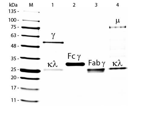 SDS-PAGE of Goat IgG Whole Molecule Fluorescein Conjugated (p/n 005-0202)