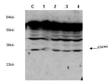Anti-cdc2 (p34) Antibody - Western Blot